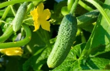 Cucumber Crumb Shanghai,  Cucumber seeds, organic seeds #238+TRACK