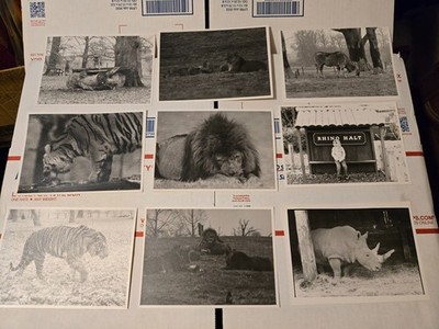Black And White Photo England Zoo Lot Of 9 Rhino Tiger Lion