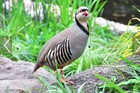 40 Mixed Bag Of Pheasant And Quail Hatching Eggs — photo 9
