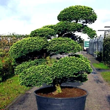 20 Japanese "Spreading" Yew (Taxus cuspidata) Tree Seeds, Bonsai or Landscaping
