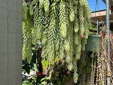 Lot of 5 Burro's tail succulent cuttings 4 "  from mature plants