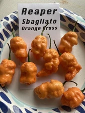 Reaper Sbagliota Orange Cross Hot Pepper Seeds 15+ Per Pack
