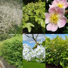 Blackthorn Bare Root Hedging Mix - Native Wildlife Mixed Boundary