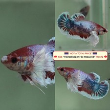 Live Betta Fish Thailand -- Candy Dumbo HMPK Female