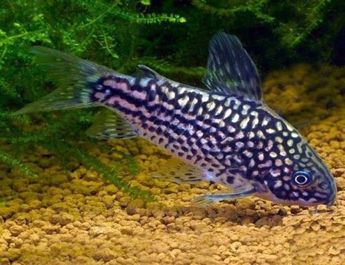 Elegant Corydora