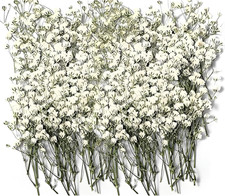 150Pcs Mini Dried Pressed White Baby  S Breath Flowers Bulk - Real Natural Flat F