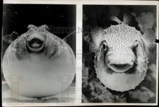 1966 Press Photo Blowfish & Porcupinefish - lra15737