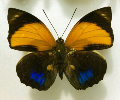 AGRIAS AMYDON KLUGI (Seraphin 2012)**** male yellow form **** Ecuador, Napo Pr.