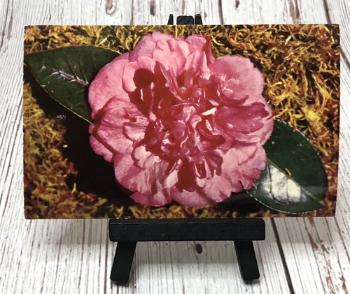 Walter D. Bellingrath Camellia Japonica Mobile Alabama Postcard - Picture 1 of 4