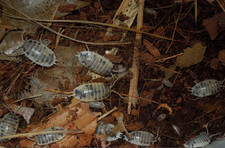 Live Dairy Cow Isopods Porcellio Laevis 10 2 count  Juveniles 