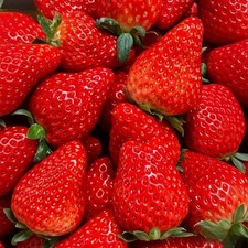 2000 Cream Strawberry Seeds - Richly Sweet  Tender Texture, High-Yield Potted F