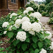 50 White Hydrangea Seeds for Planting - Variety for Home Gardening