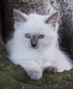 Ragdoll Kittens Adelaide South Australia