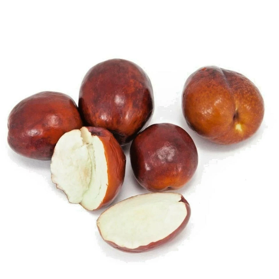 Shanxi Li Jujube chinese Date Ziziphus jujuba live plant / seeds fast grow bulk - Image 3 of 4