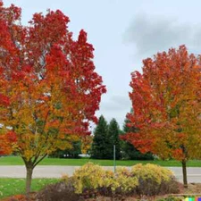 30+ Sugar Maple Tree Seeds (Acer saccarum) Fall Color, Edible Maple Syrup Source