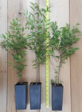 Chinese Lacebark Elm, Ulmus parvifolia  - Bonsai or Landscape