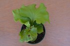 VERY RARE PLATYCERIUM RIDLEYI ROUND IN 4" POT - STAGHORN US GROWN — photo 3