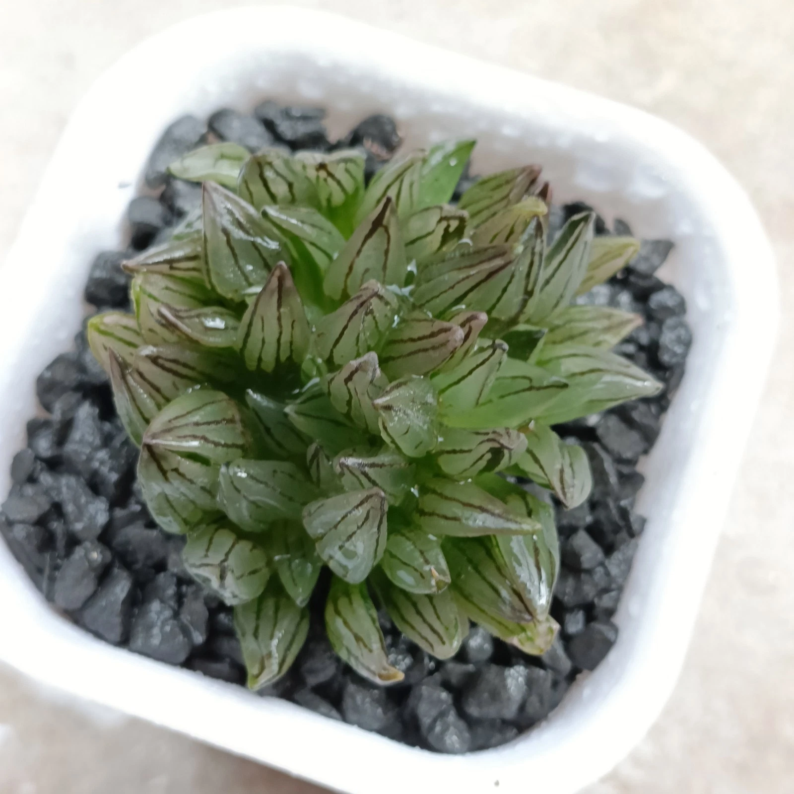 Haworthia Atrofusca mutant Watermelon cristata rare succulent plant
Opens in a new window or tab