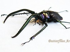 Chiasognathus Grantii XL Real Charles Darwin Beetle Framed Entomology Shadowbox