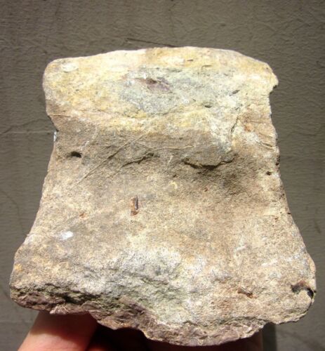 China Mesozoic Jurassic Period Tooth Fossil - Picture 4 of 24