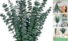 12PCS Dried Eucalyptus Bundle 17'' Real 12pcs dried eucalyptus bundle