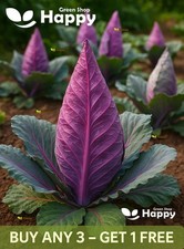 Pointed Red Cabbage Kalibos - 200 Seeds - Sweet Tender - Beautifully Shaped