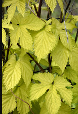 Humulus Golden Hops Climber Plant Perennial 1 x 1 Litre