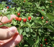 Chiltepin/Tepin/birds eye /Organic premium wild chili pepper seeds/50 seeds