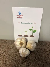 Elephant Garlic, Whole Bulbs. Ready for planting or eating.  Sweet and mild.
