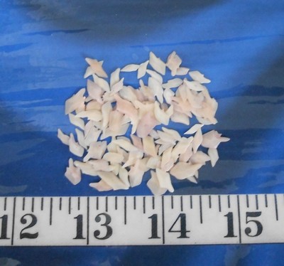 ~ Gar Scales ~ 100 ~ Pink / Mauve Blush ~ Shellcraft ~ Sailor's Valentines ~