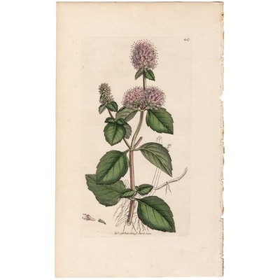 Antique 1797 Sowerby English Botany hand-colored engraving 447 Hairy Water Mint