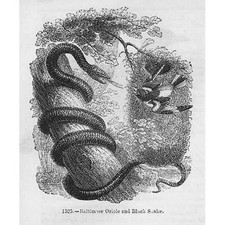 VÖGEL Baltimore Oriole und schwarze Schlange - antiker Druck 1856
