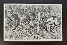 BARBADE 1957 Carte postale ancienne ouvriers indigènes coupant la canne à sucre à Indiana USA