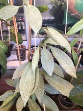 HOYA NEW GUINEA GHOST (ROOTED PLANT)