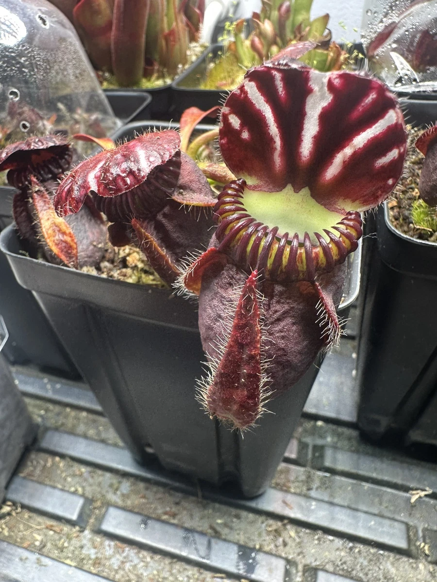 Pitcher Plant Cephalotus Carnivorous Plants for sale | eBay