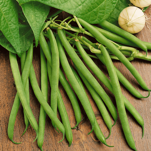 HEIRLOOM GREEN BEAN garden 250+ seeds 10 Varieties NON-GMO PURE PROTEIN - Picture 8 of 9
