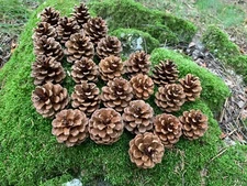 Pine Cones, 25 Cones Included