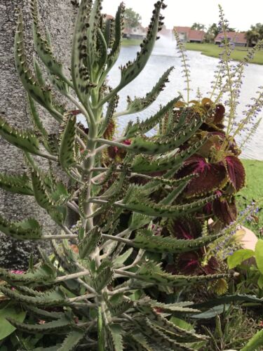 Mère des Mille, Aranto, plante d'alligator - VENDEUR USA - Photo 1 sur 12