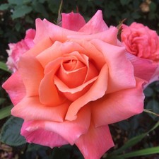 Heart Of Gold - 5.5lt Potted Hybrid Tea Garden Rose - Pink/Peach/Orange Blend