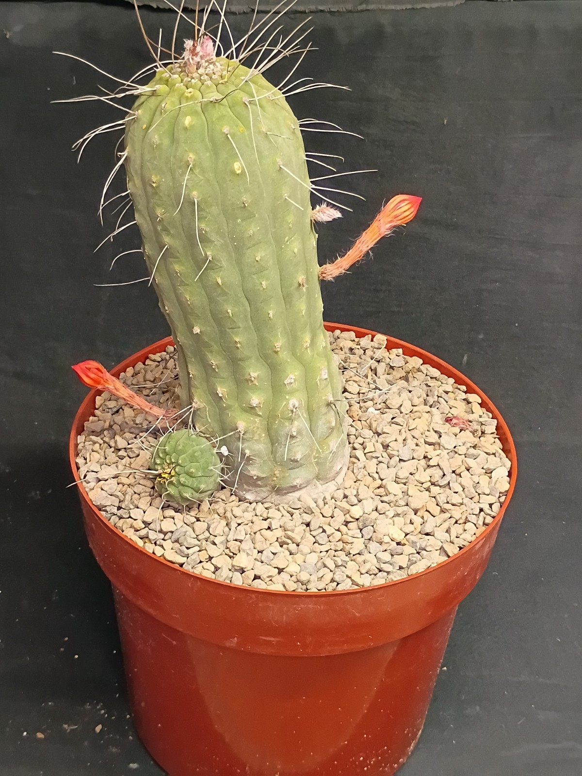 Matucana madisoniorum 