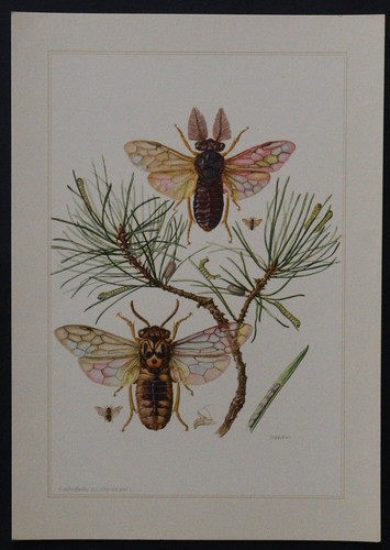The Maximum Likelihood Trees Of Ephemeroptera  A , Plecoptera  B Trichoptera C Fig5 350633412