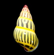 LAND SNAIL, SHELL - Amphidromus cf. jomi - SELECTED 31.4MM