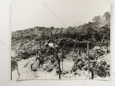 Mount Etna Eruption Volcano Lava Flow Man Vineyard Sicily Italy 1971 VTG Photo