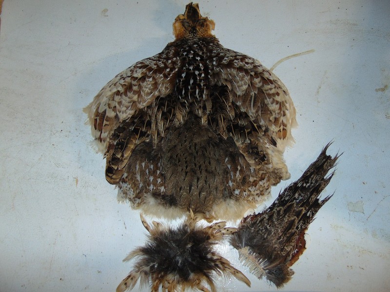 Reeves hen pheasant skin, hunting, fly tying, craft feather, taxidermy pelt