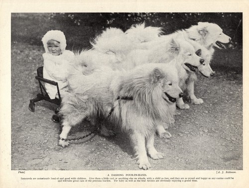 1930s Cute Samoyed Print Team of Samoyeds Pull Baby In Cart Print  5559s