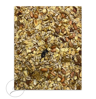 500 g Premium geschält Wildvogel Fettfutter getrocknete Mehlwürmer avi-complete