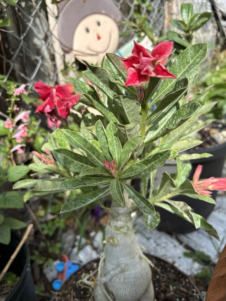 Bonsái Plants Desert Rose - Image 2 of 4