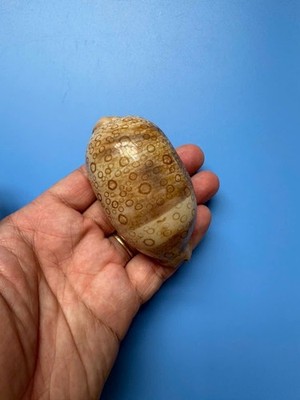 79mm | Cypraea Argus | F+++ GEM| Strange pattern | Light purple base