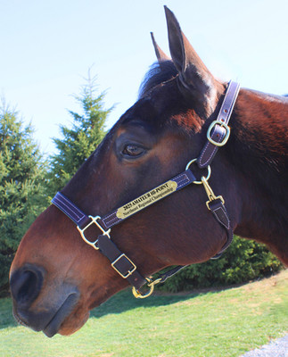 Premium Leather Halter With Customized Brass Nameplate Custom Horse Halter USA