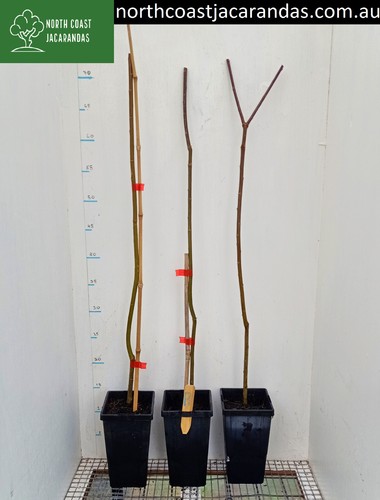 Weeping willows - Salix babylonica bare root ornamental bonsai - Picture 2 of 3